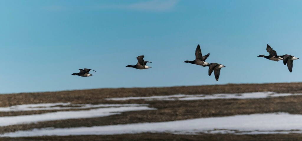 Branta bernicla (Brant), California species
