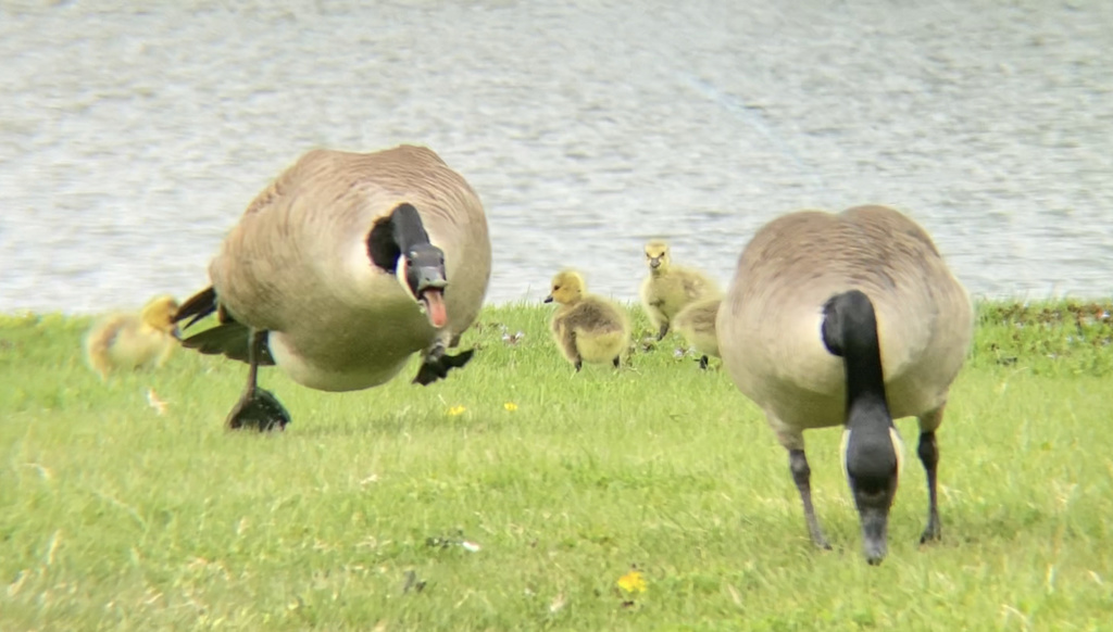Branta canadensis (Canada Goose), California species