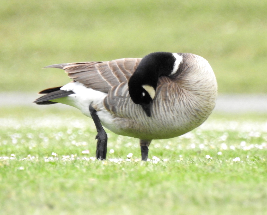 Branta hutchinsii leucopareia (Cackling (=Aleutian Canada) goose), California species