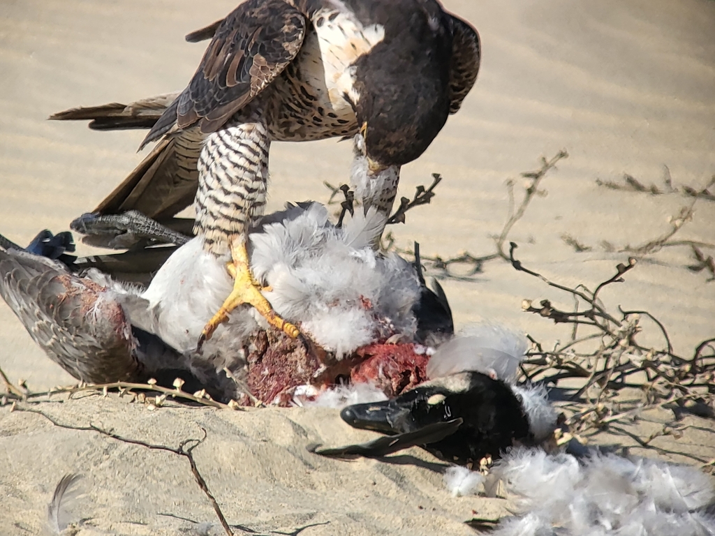 Branta hutchinsii (Cackling Goose), California species