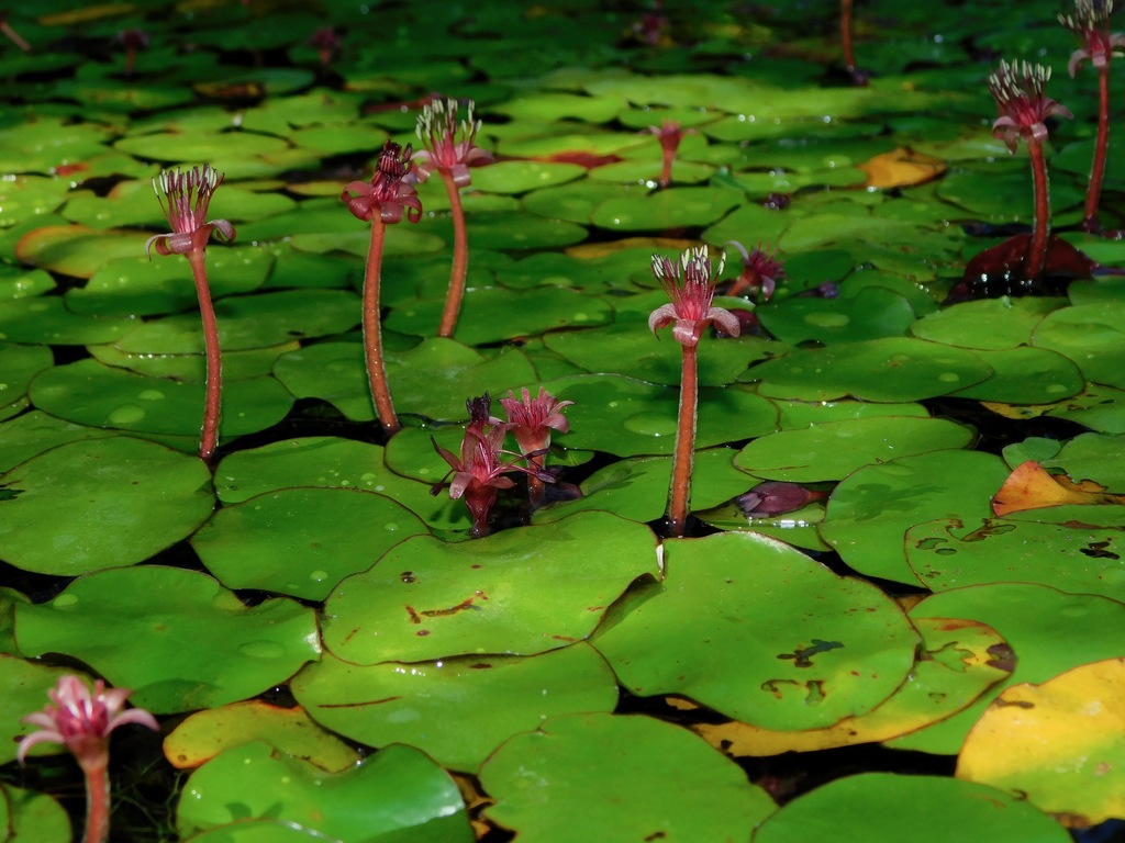 Brasenia schreberi (Watershield), native California herb