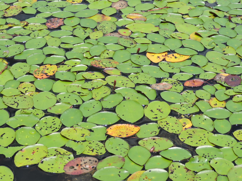 Brasenia sp. (Watershield), non-native California perennial