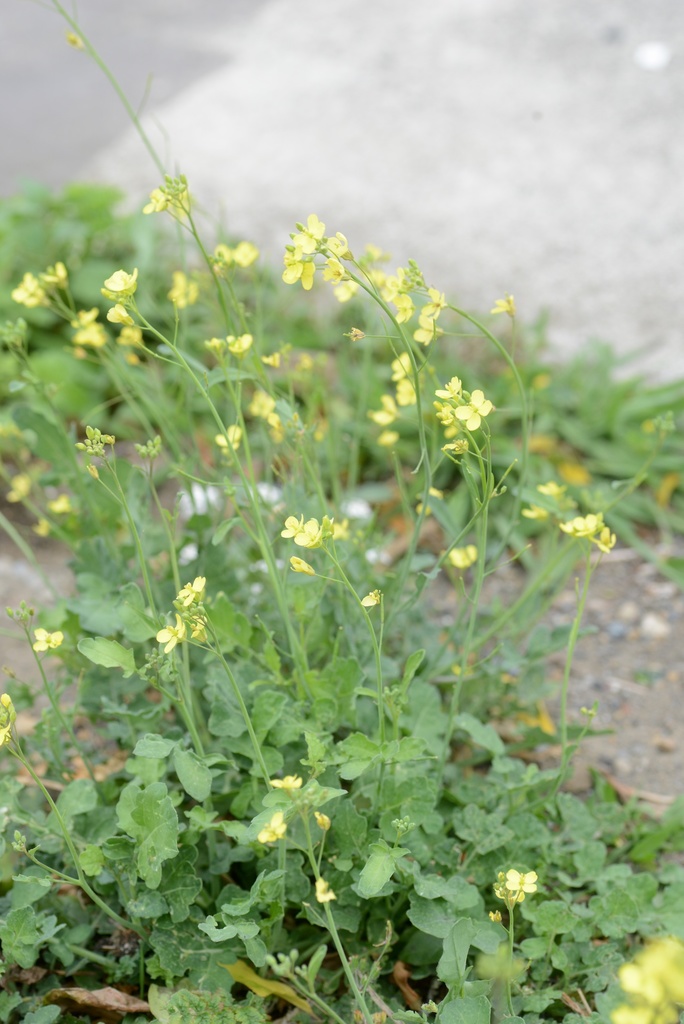 Brassica fruticulosa (Mediterranean cabbage), non-native California herb