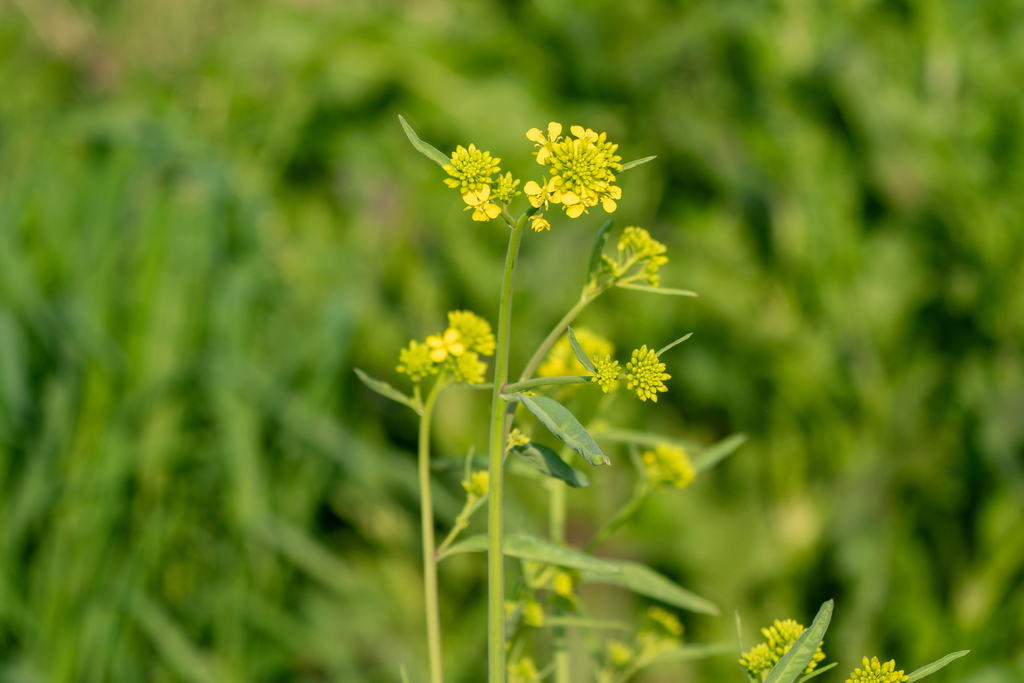 Brassica juncea (India mustard), non-native California herb
