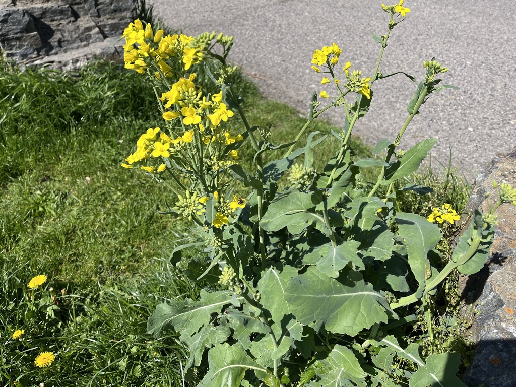 Brassica napus (Swede rape), non-native California herb