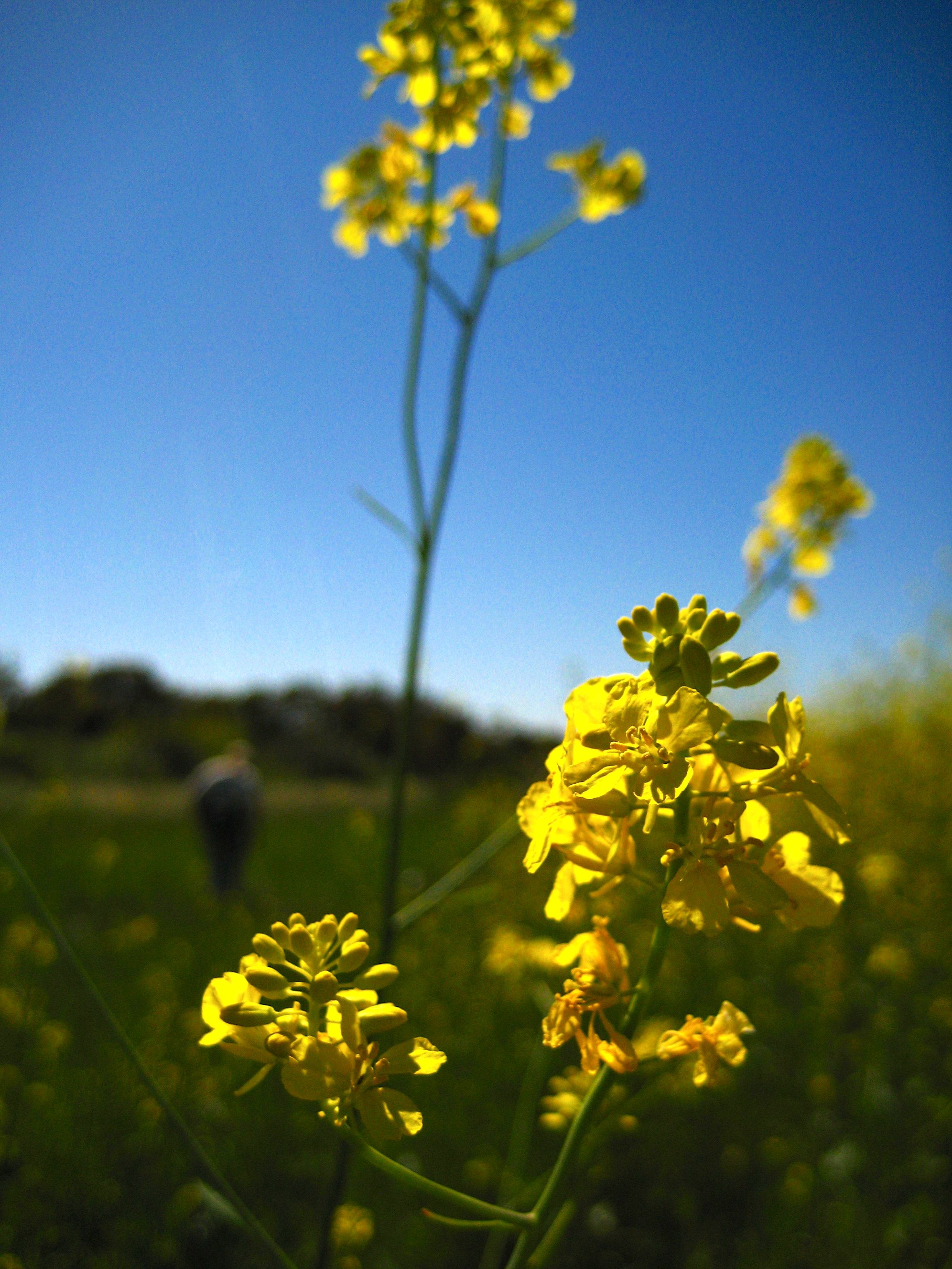 Brassica nigra (Black mustard), non-native California herb