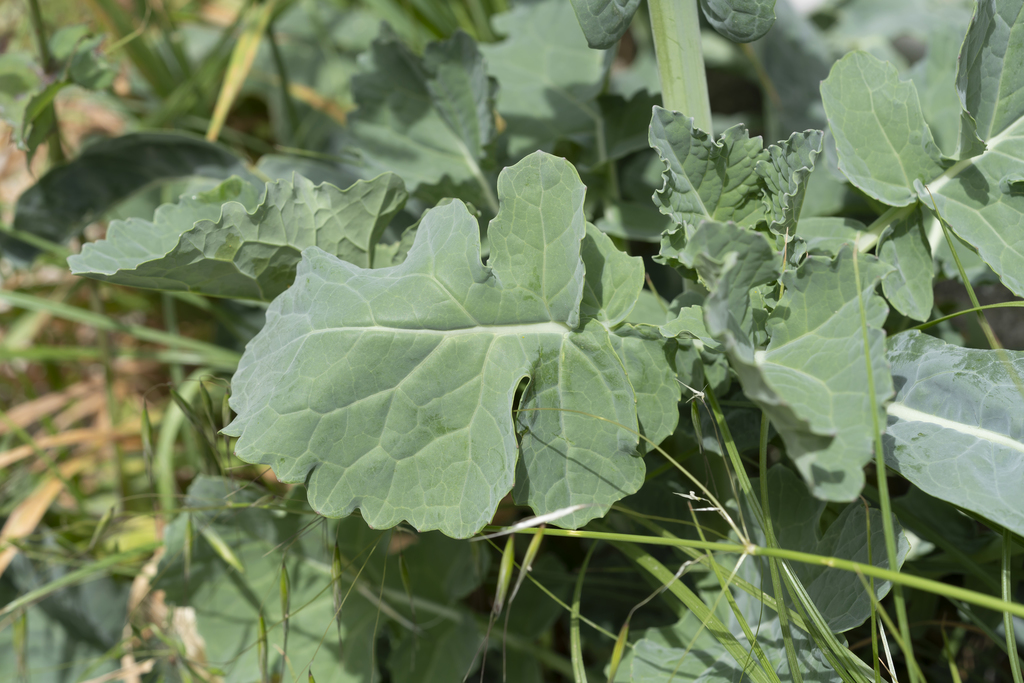 Brassica oleracea (Cabbage), non-native California herb
