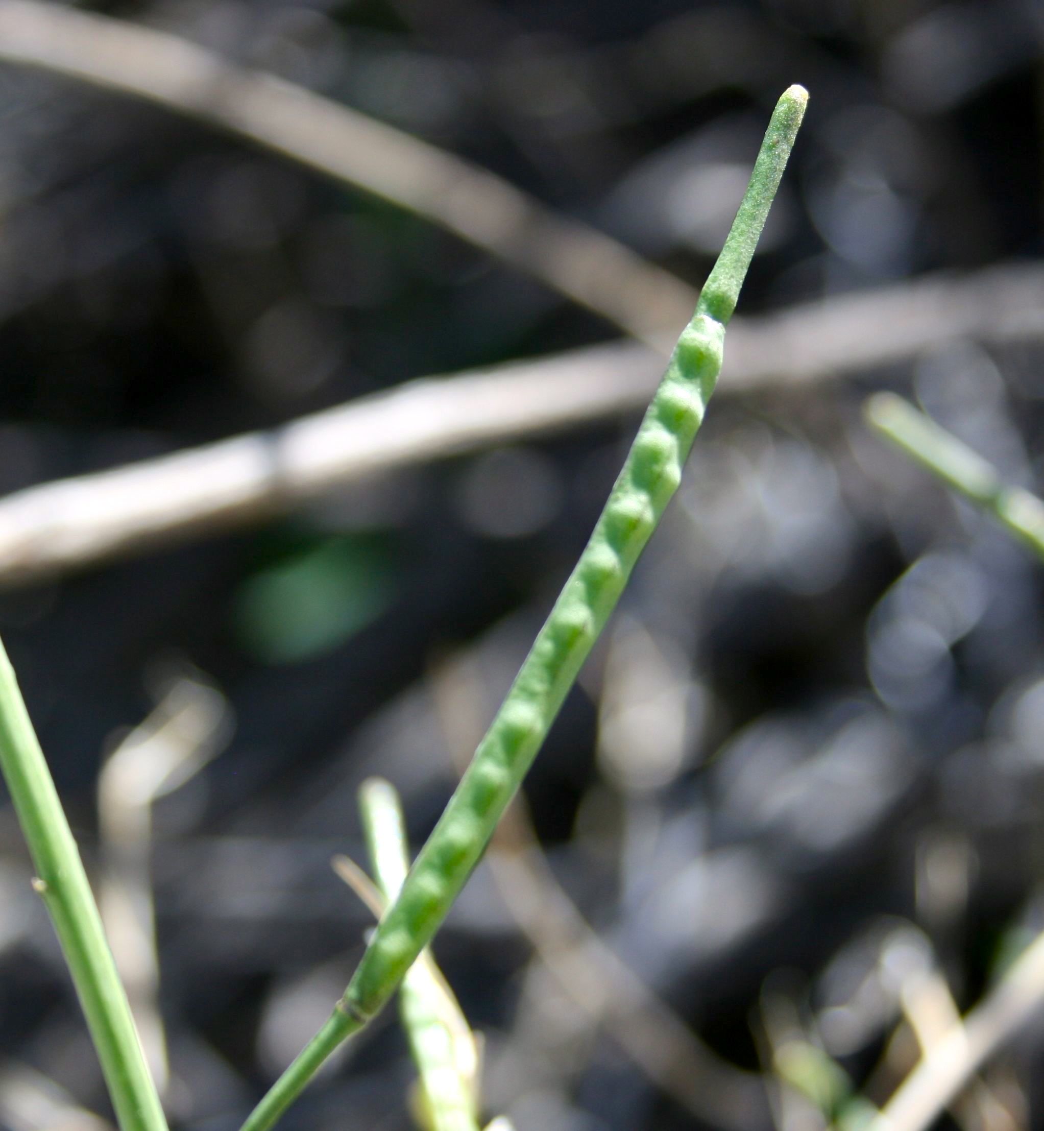 Brassica tournefortii (Sahara mustard), non-native California herb