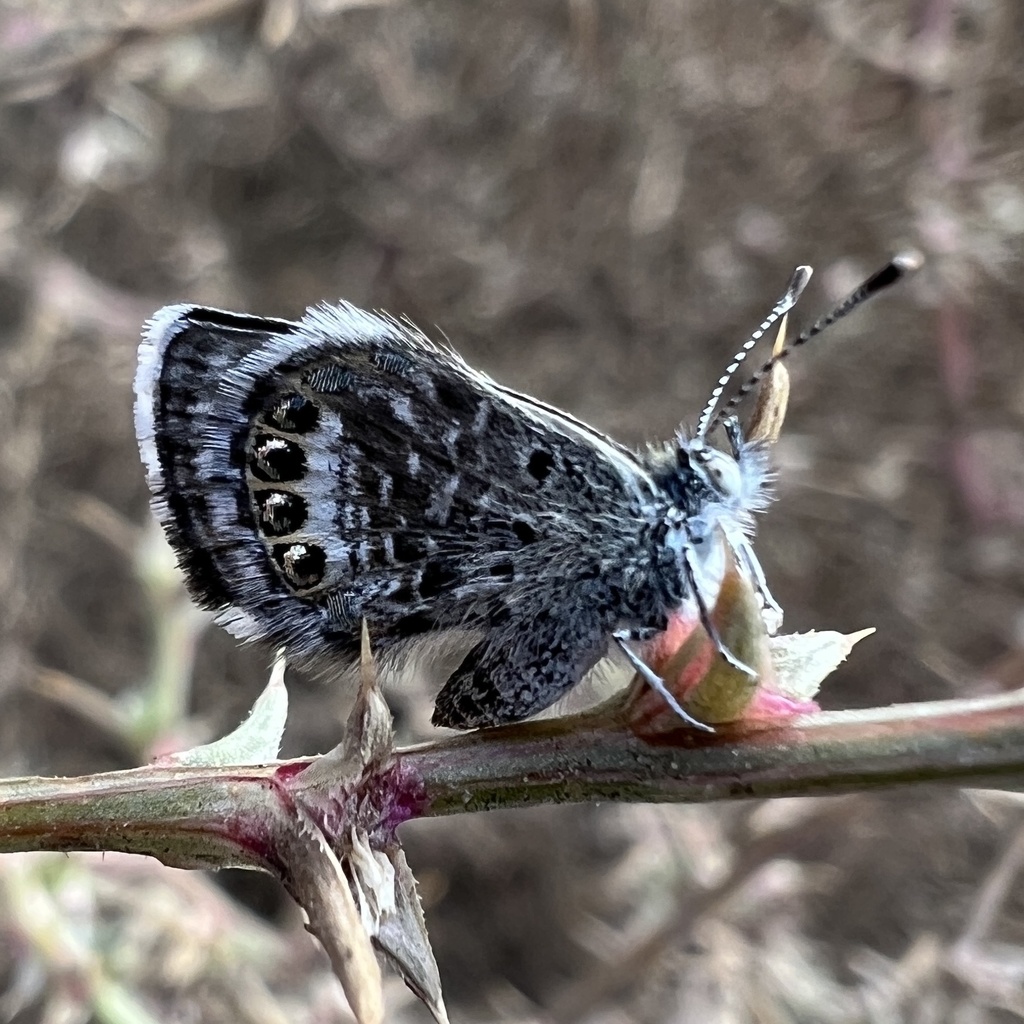 Brephidium exilis (Western Pygmy-Blue), California species