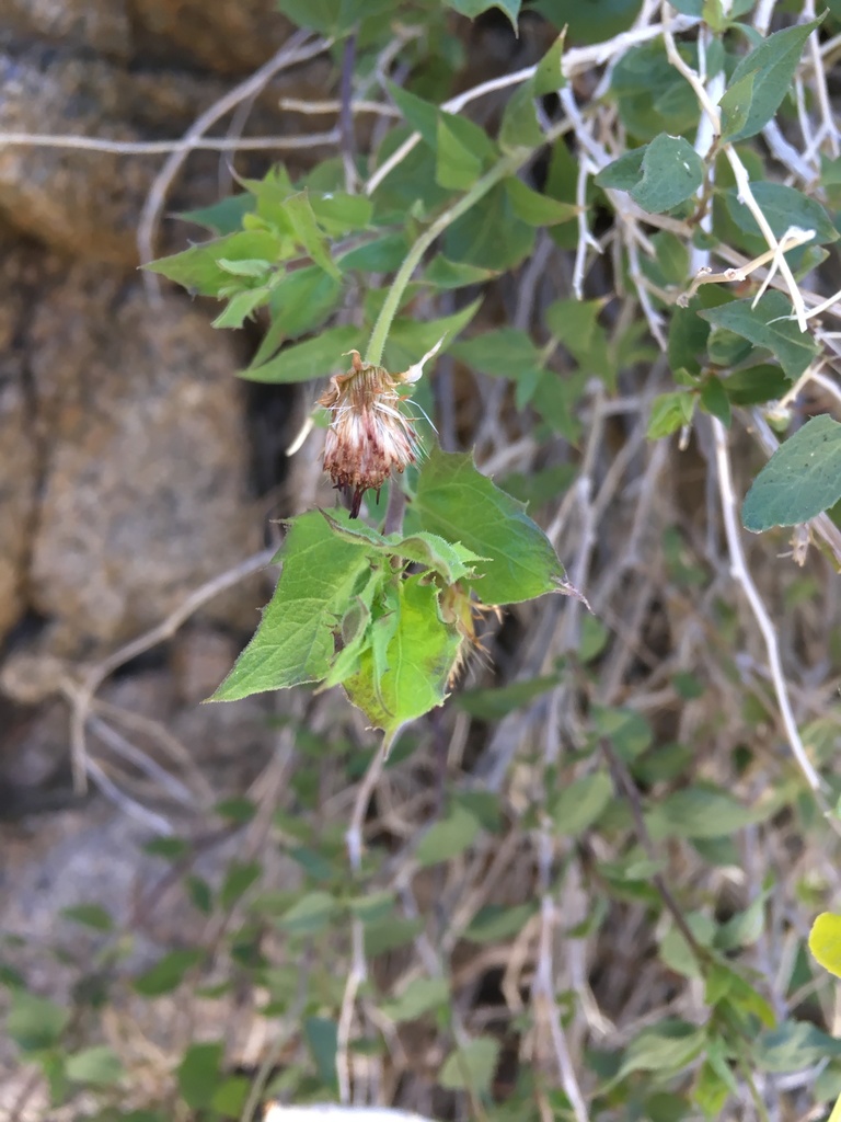 Brickellia atractyloides var. atractyloides (Spearleaf brickellbush), native California shrub