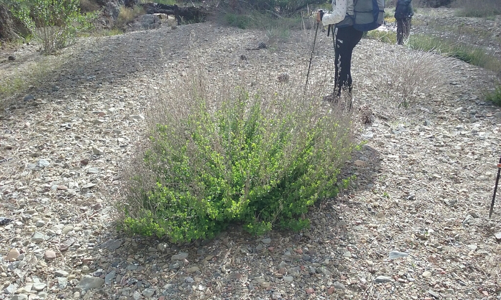 Brickellia californica (California brickellbush), native California shrub