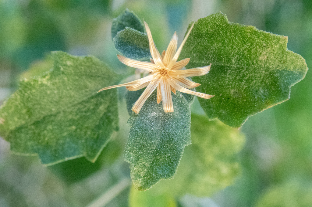 Brickellia desertorum (Desert brickellbush), native California shrub