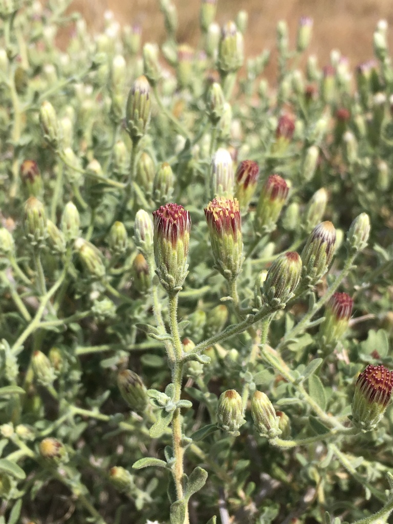 Brickellia frutescens (Shrubby brickellbush), native California shrub