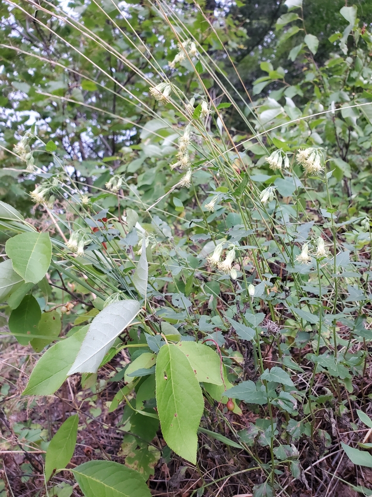 Brickellia grandiflora (Large flowered brickelbush), native California subshrub