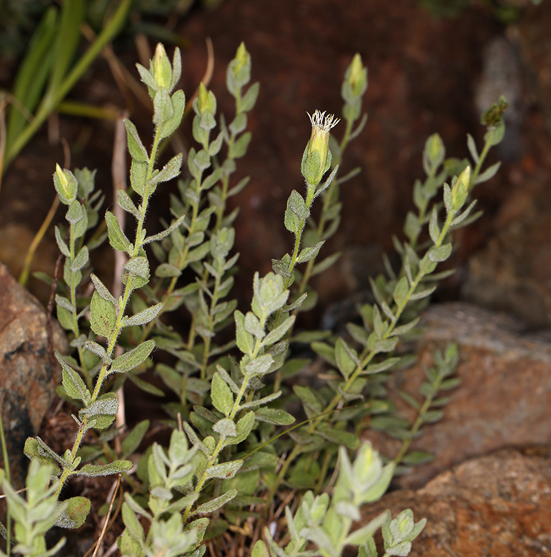 Brickellia greenei (Greene brickellbush), native California subshrub