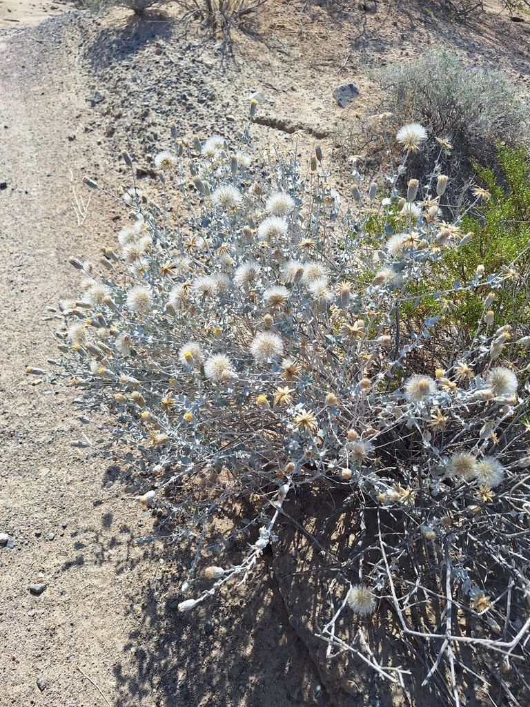 Brickellia incana (Woolly brickellbush), native California shrub