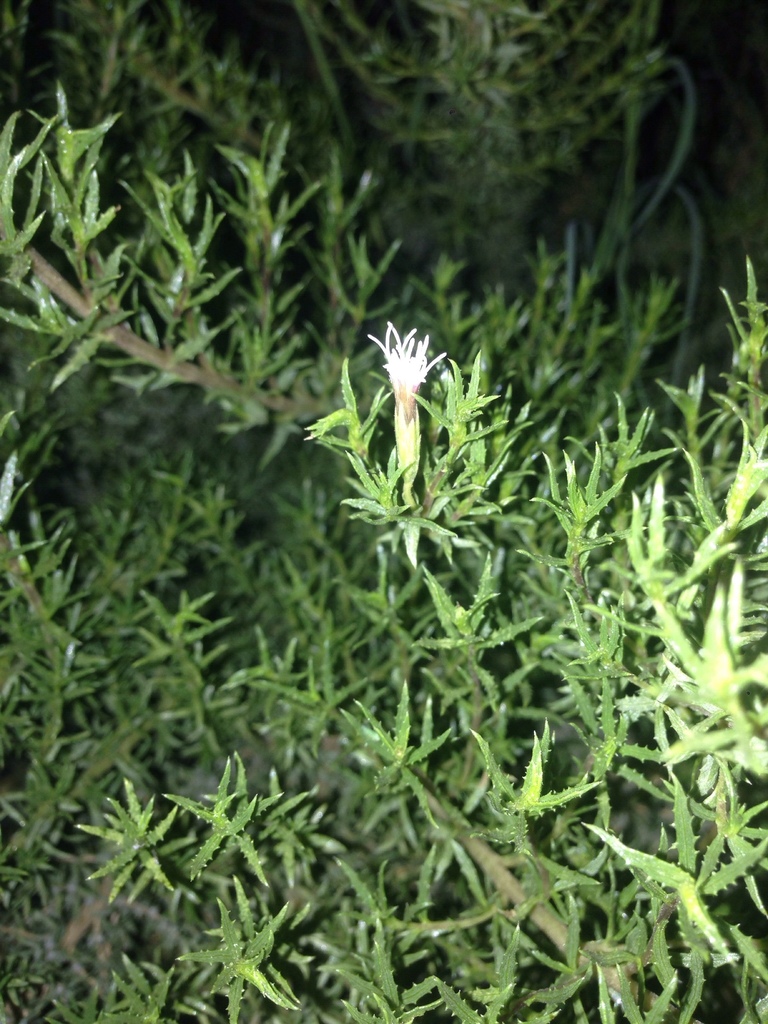 Brickellia knappiana (Knapp brickellbush), native California shrub