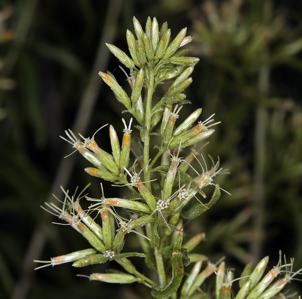 Brickellia longifolia var. multiflora (Longleaf brickellbush), native California shrub