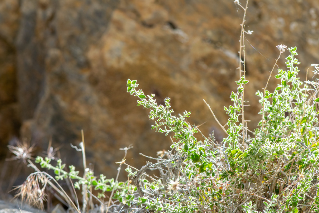 Brickellia microphylla — parent species of Brickellia microphylla var. microphylla