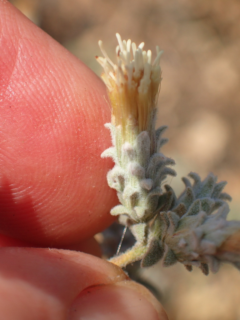 Brickellia nevinii (Nevin's brickellbush), native California shrub