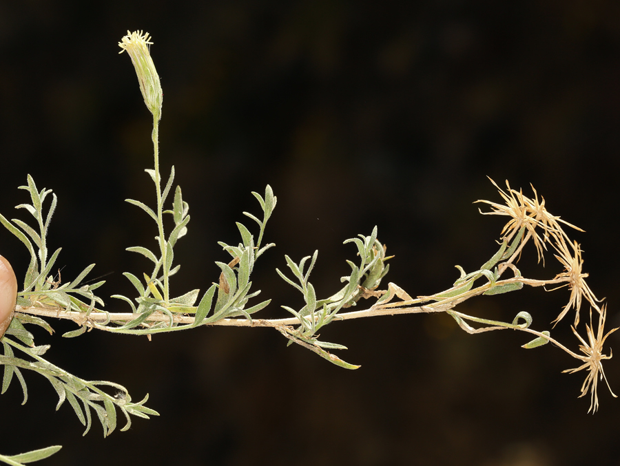 Brickellia oblongifolia var. linifolia (Narrow leaved brickellia), native California shrub
