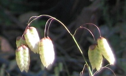 Briza maxima (Rattlesnake grass), non-native California grass