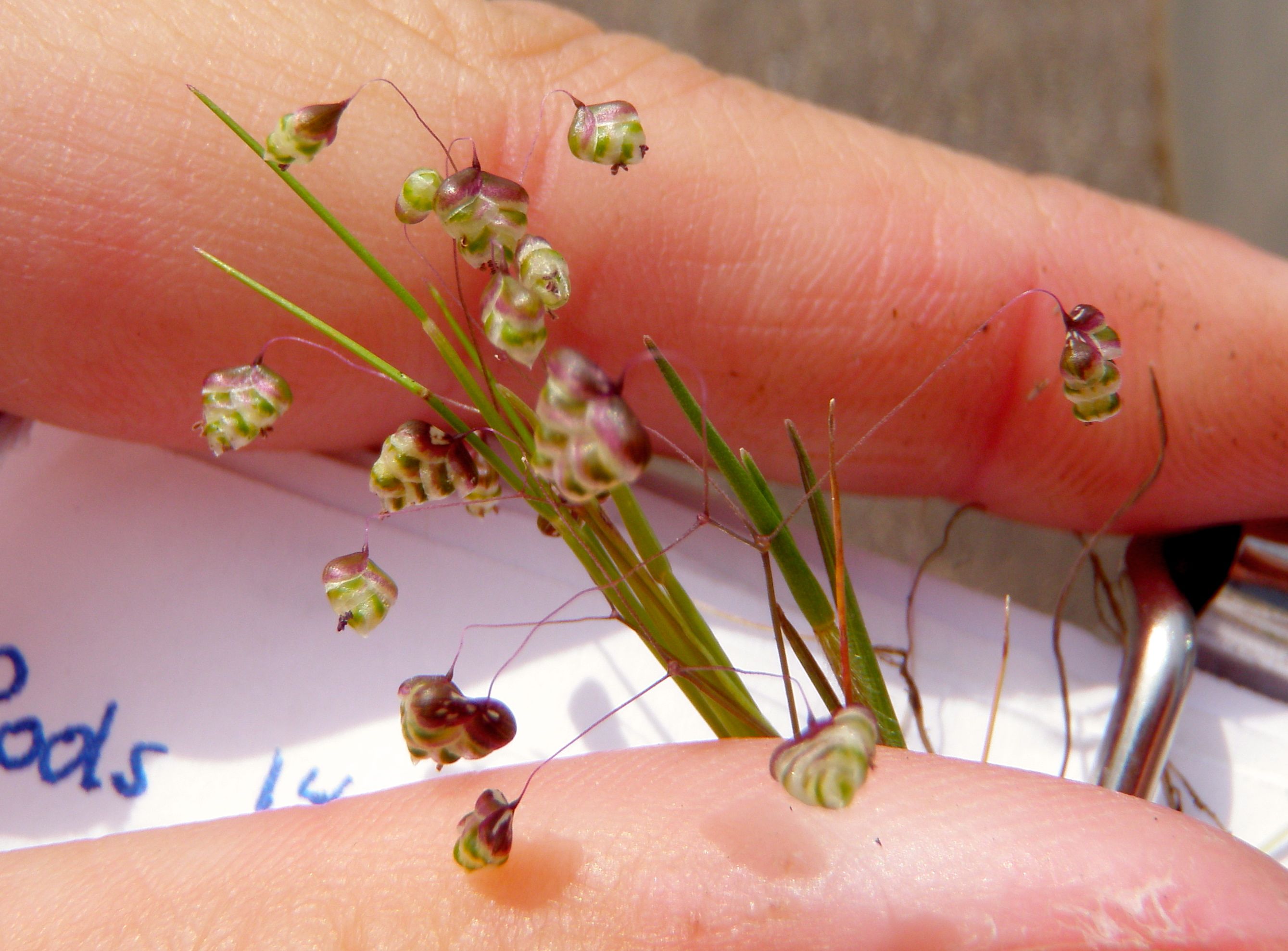 Briza minor (Annual quaking grass), non-native California grass