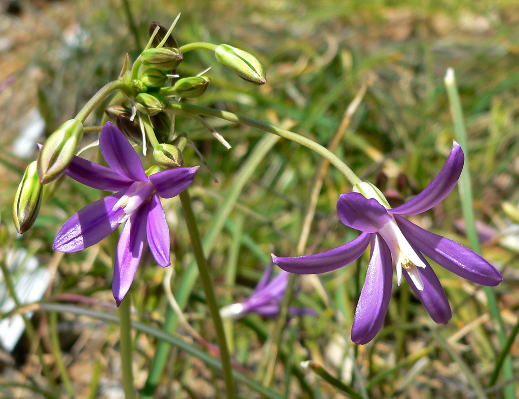 Brodiaea appendiculata (Appendage brodiaea), native California herb