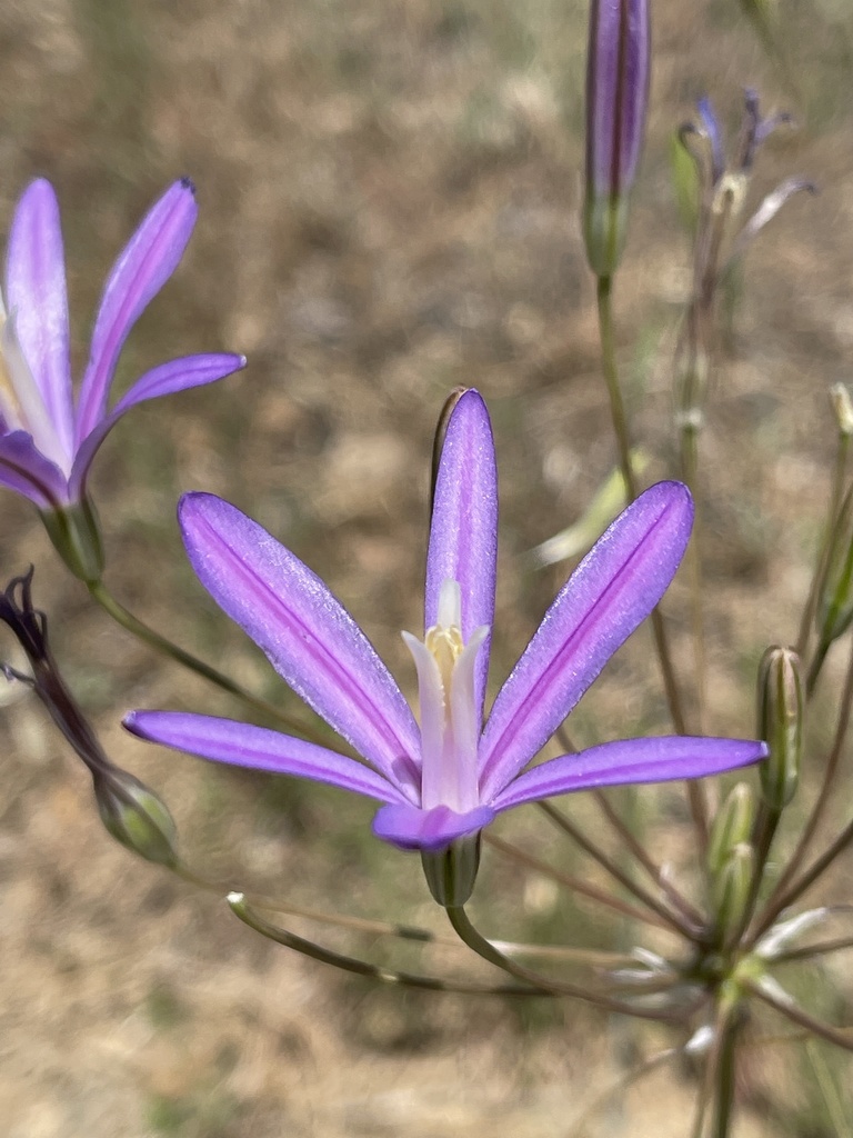Brodiaea californica (California brodiaea), native California herb