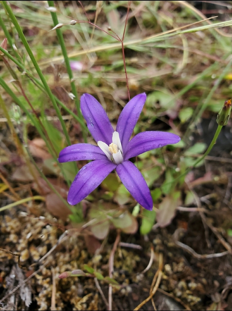 Brodiaea coronaria (Garland brodiaea), native California herb