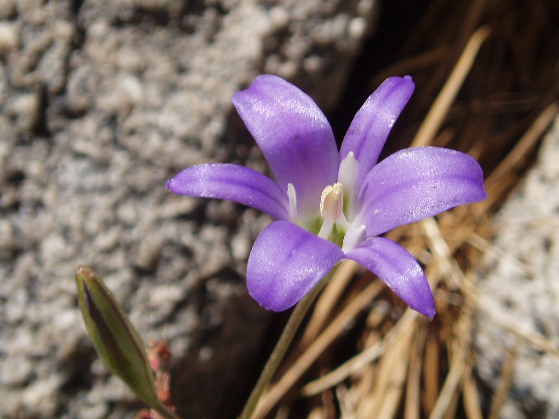 Brodiaea elegans subsp. elegans (Harvest brodiaea), native California herb
