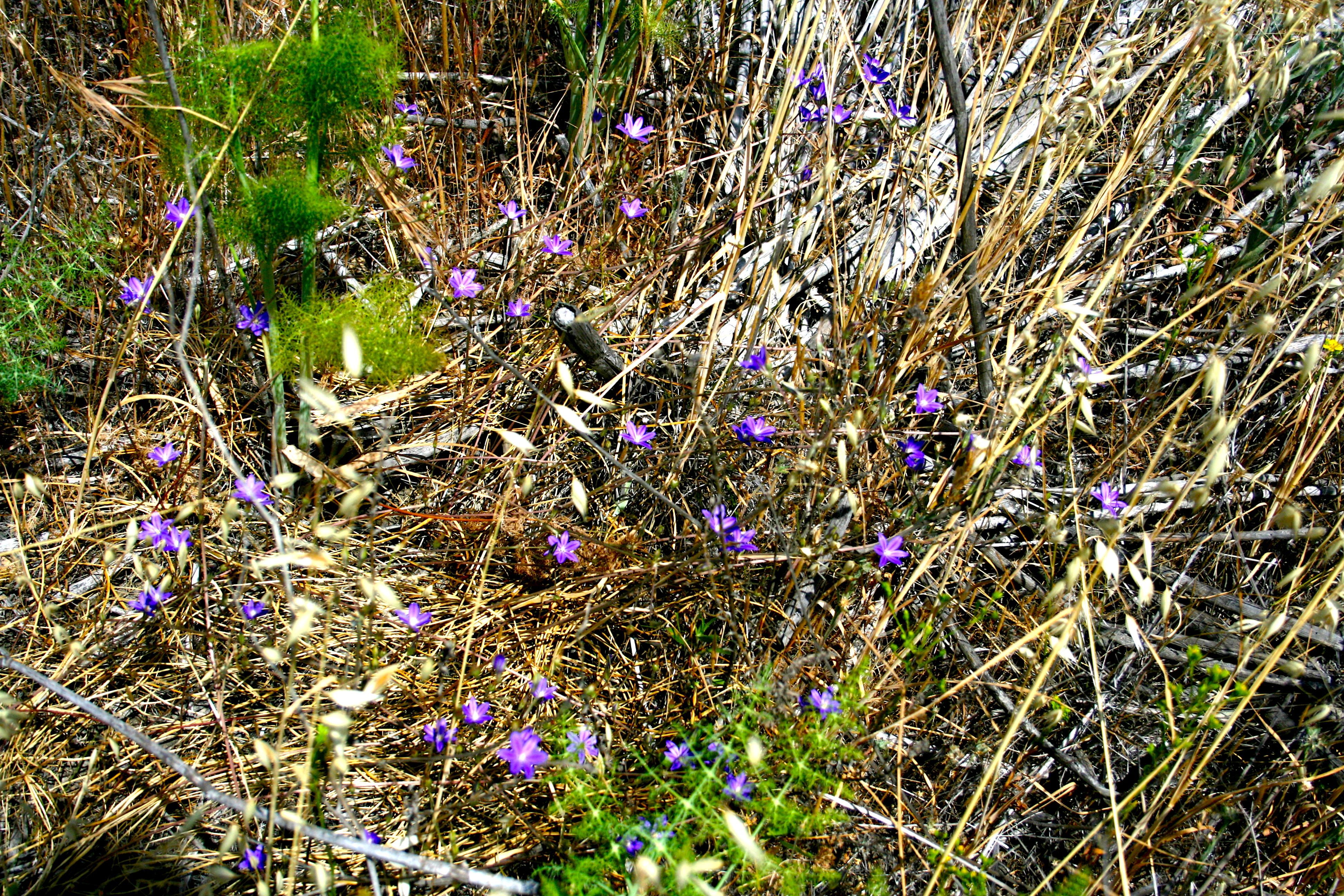 Brodiaea filifolia (Thread-leaved brodiaea), native California herb