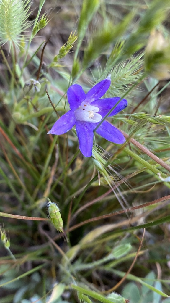 Brodiaea insignis (Kaweah brodiaea), native California herb