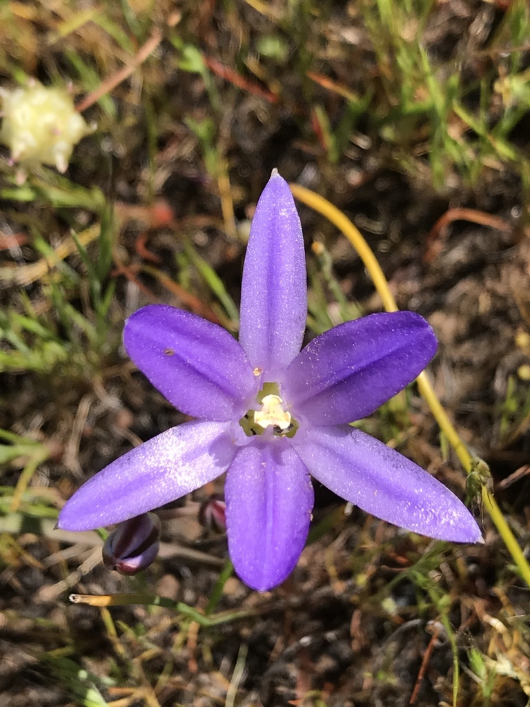 Brodiaea jolonensis (Mesa brodiaea), native California herb