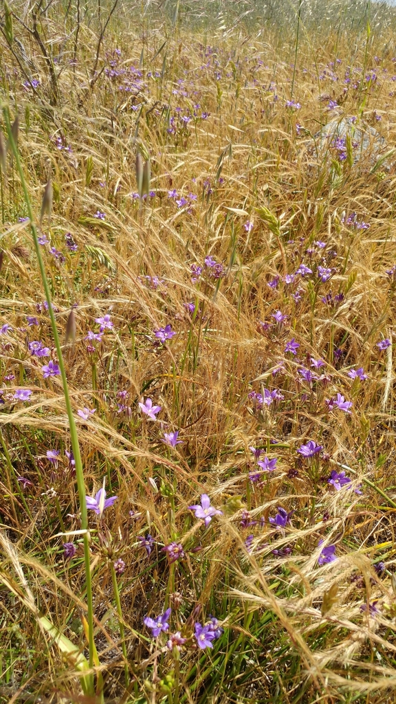Brodiaea kinkiensis (San clemente island brodiaea), native California herb
