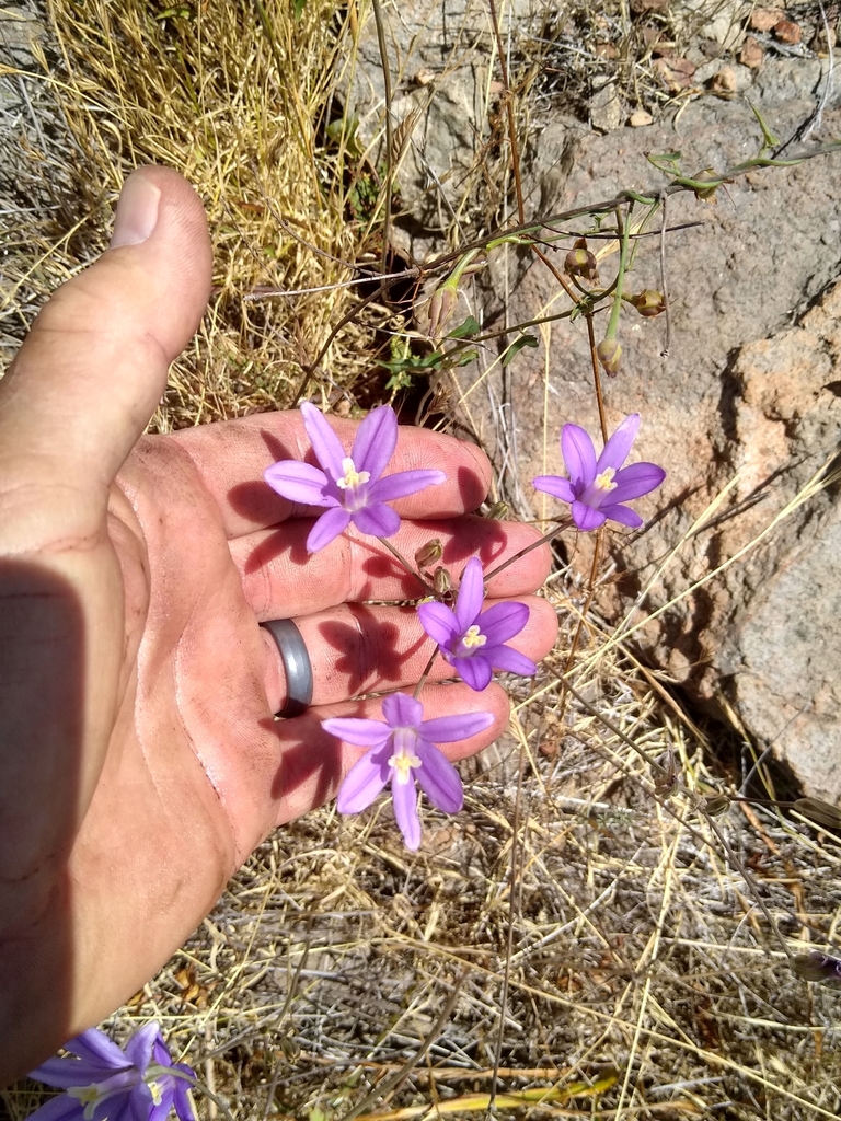 Brodiaea leptandra (Narrow-flowered california brodiaea), native California perennial