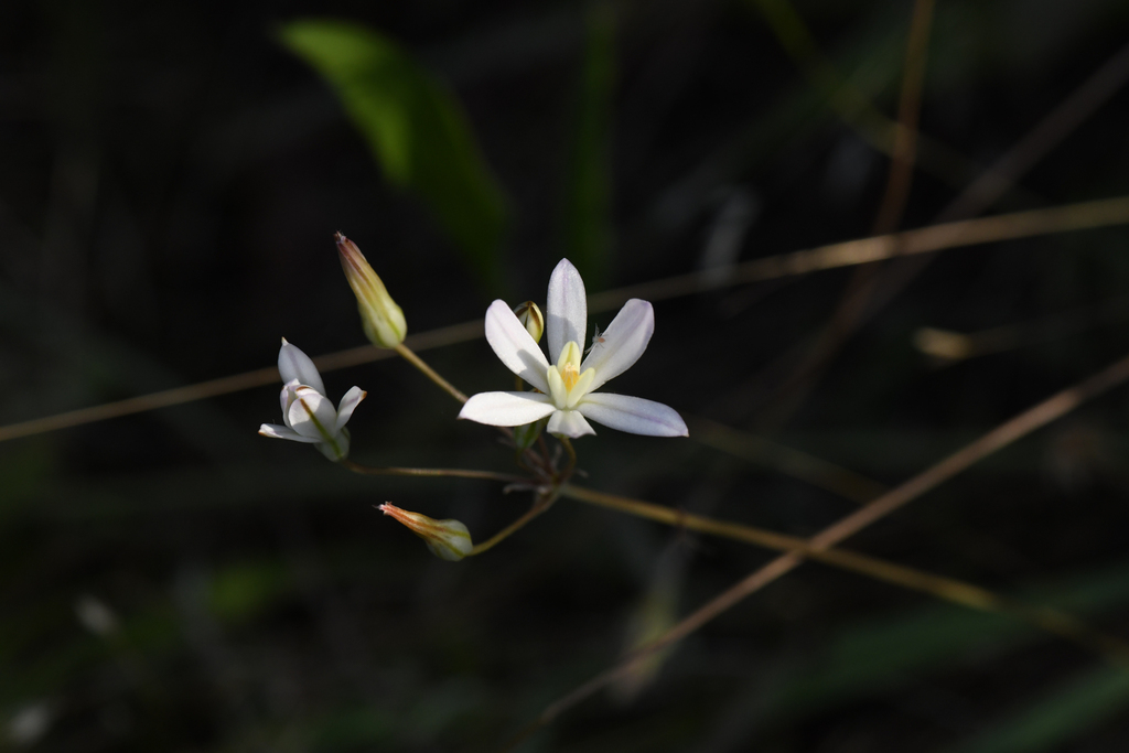 Brodiaea matsonii (Sulphur creek brodiaea), native California herb
