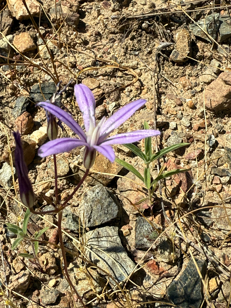 Brodiaea minor (Small brodiaea), native California herb