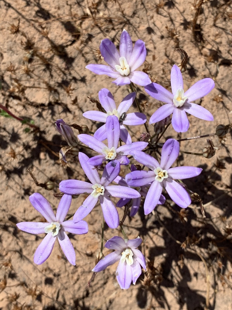 Brodiaea nana (Dwarf brodiaea), native California herb