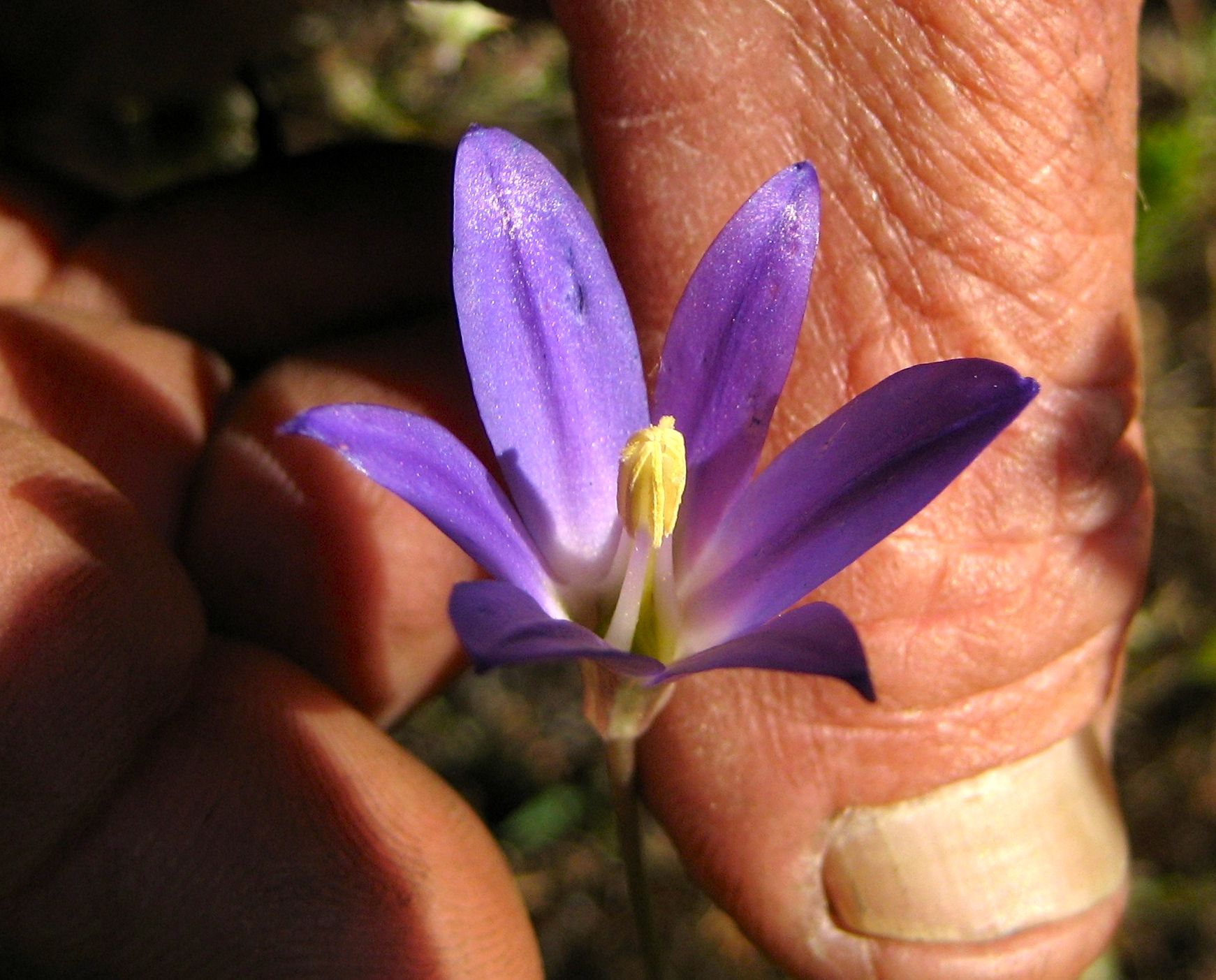 Brodiaea orcuttii (Orcutt's brodiaea), native California herb