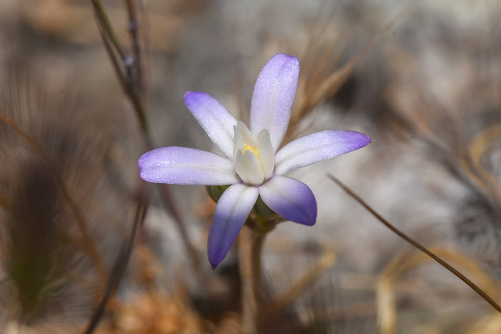 Brodiaea pallida (Chinese camp brodiaea), native California herb