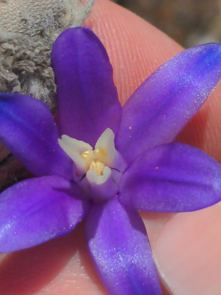Brodiaea rosea — parent species of Brodiaea rosea subsp. vallicola