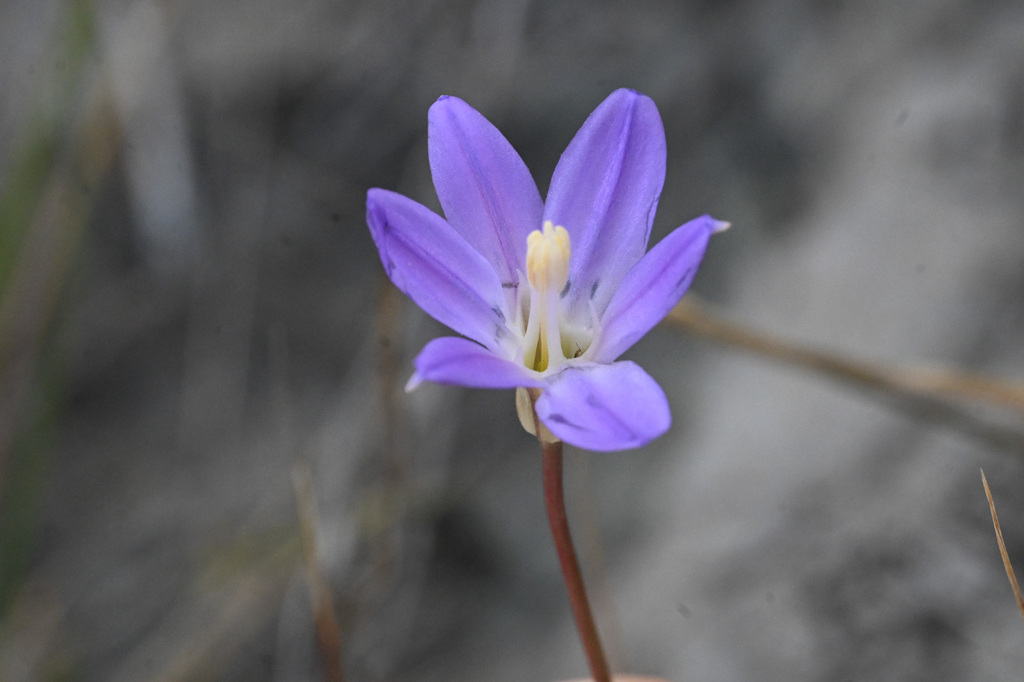 Brodiaea santarosae (Santa rosa basalt brodiaea), native California herb