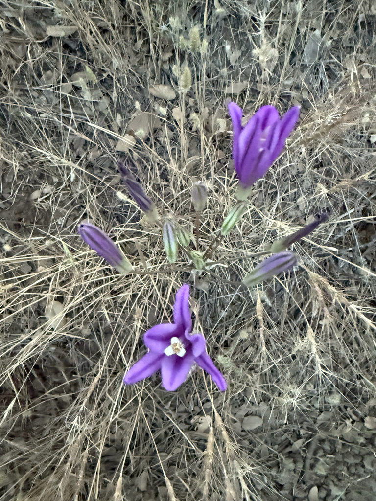 Brodiaea sierrae (Sierra foothills brodiaea), native California perennial
