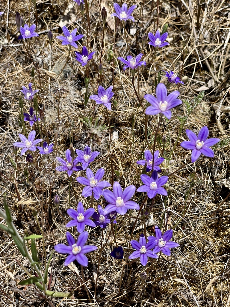 Brodiaea stellaris (Star brodiaea), native California herb