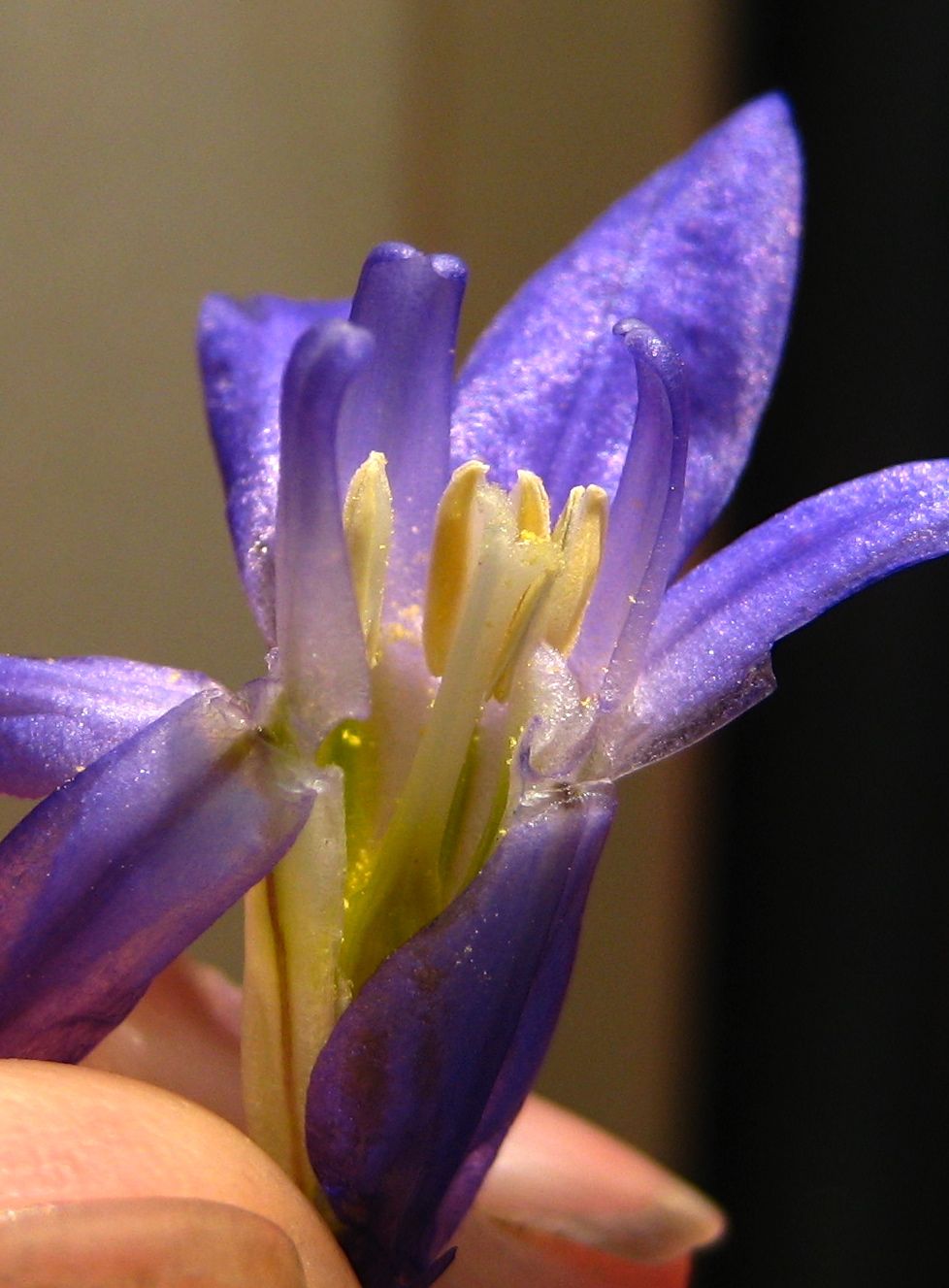 Brodiaea terrestris (Dwarf brodiaea), native California herb