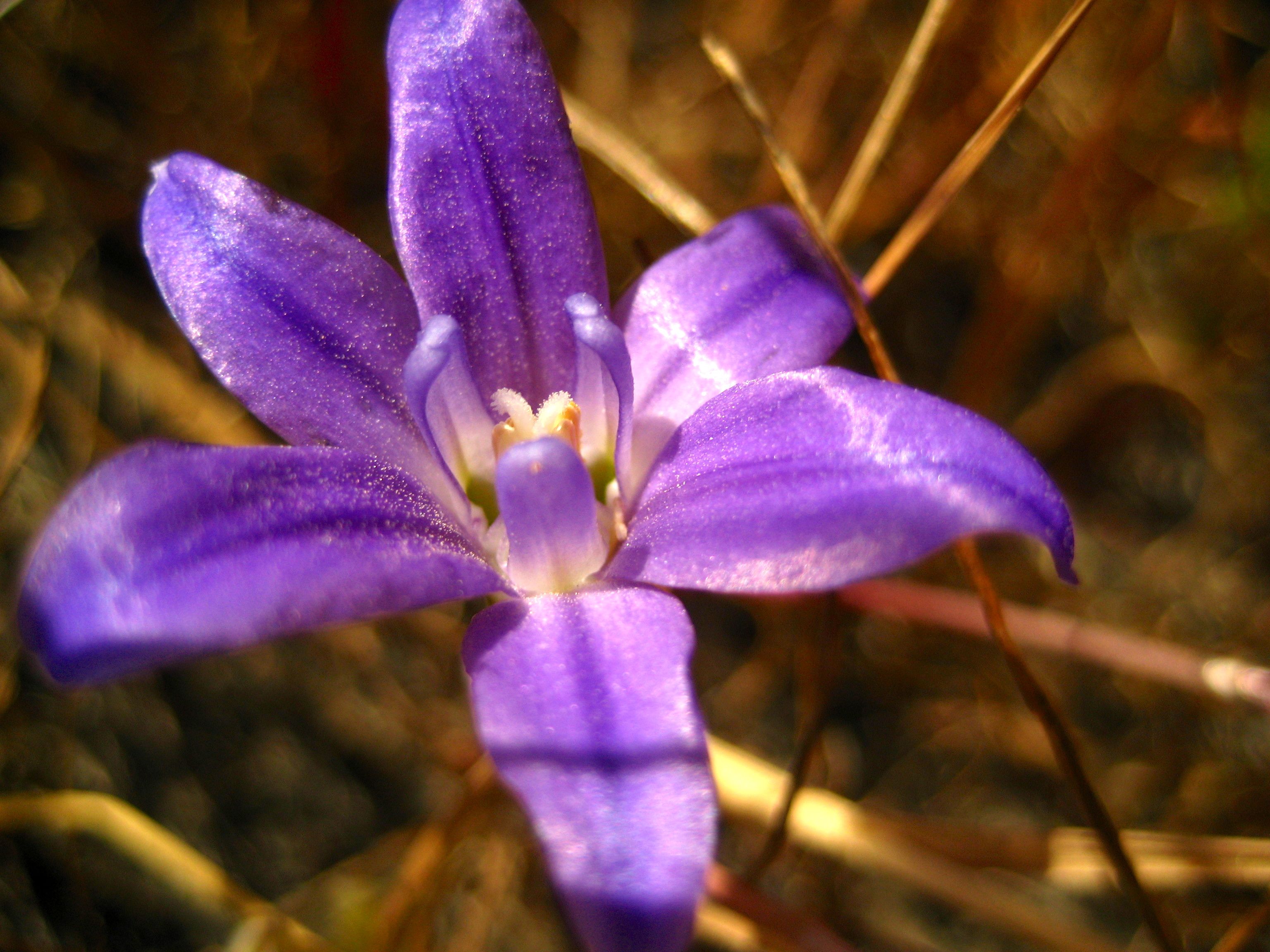 Brodiaea terrestris — parent species of Brodiaea terrestris subsp. kernensis