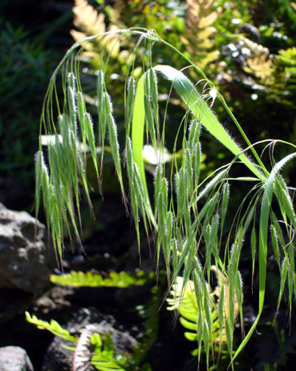 Bromus arenarius (Australian chess), non-native California grass
