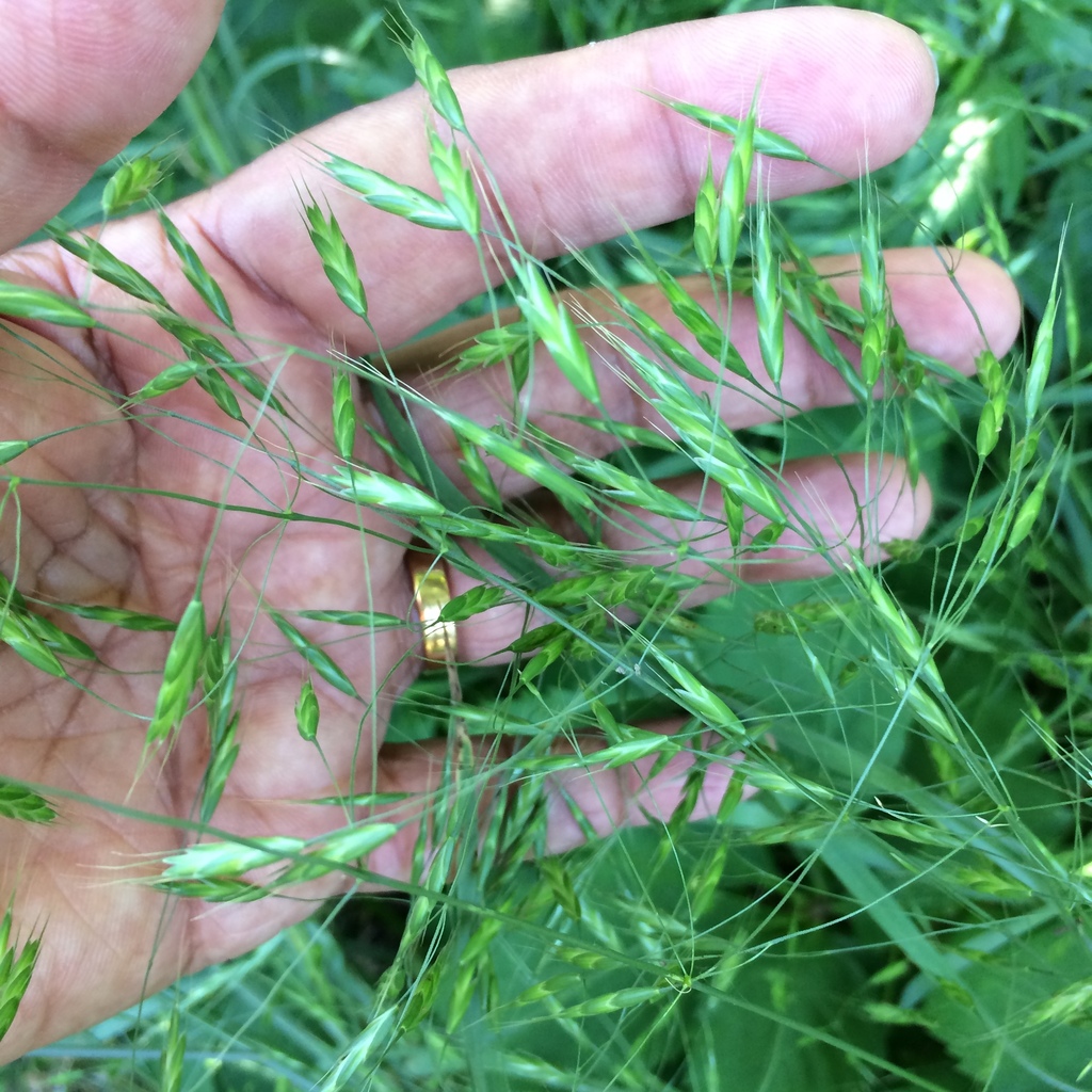 Bromus arvensis (Field brome), non-native California grass
