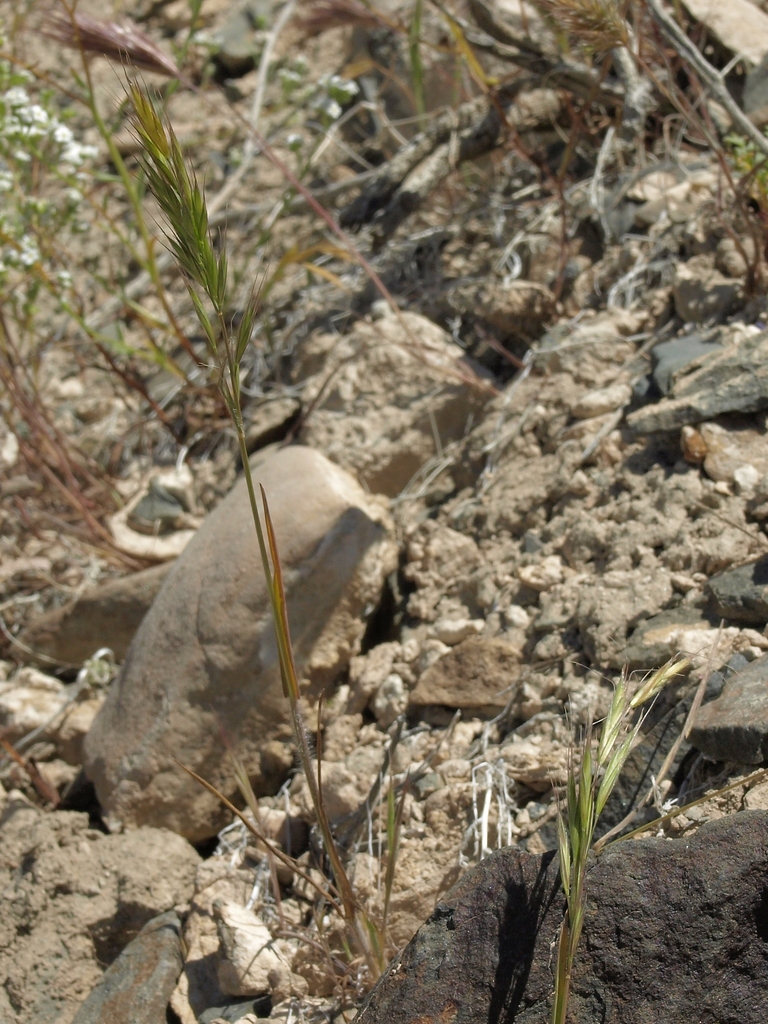 Bromus berteroanus (Chilean chess), non-native California grass